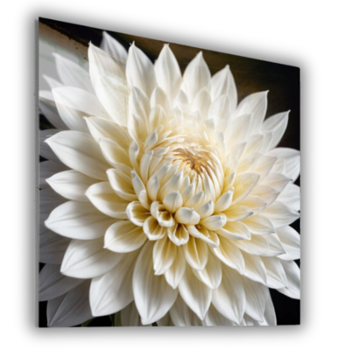 Pure White Dahila Metal Wall Art