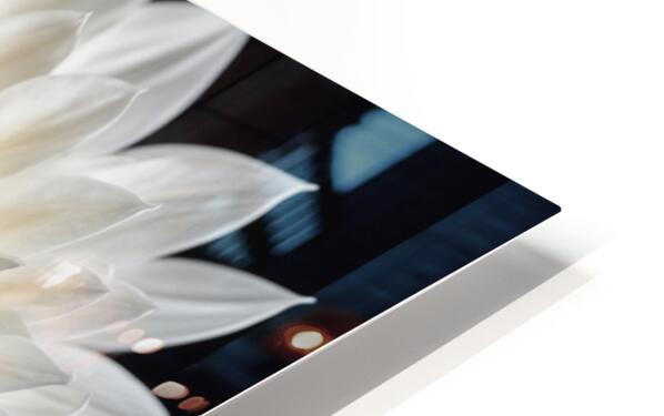 Pure White Dahila Metal Art Print