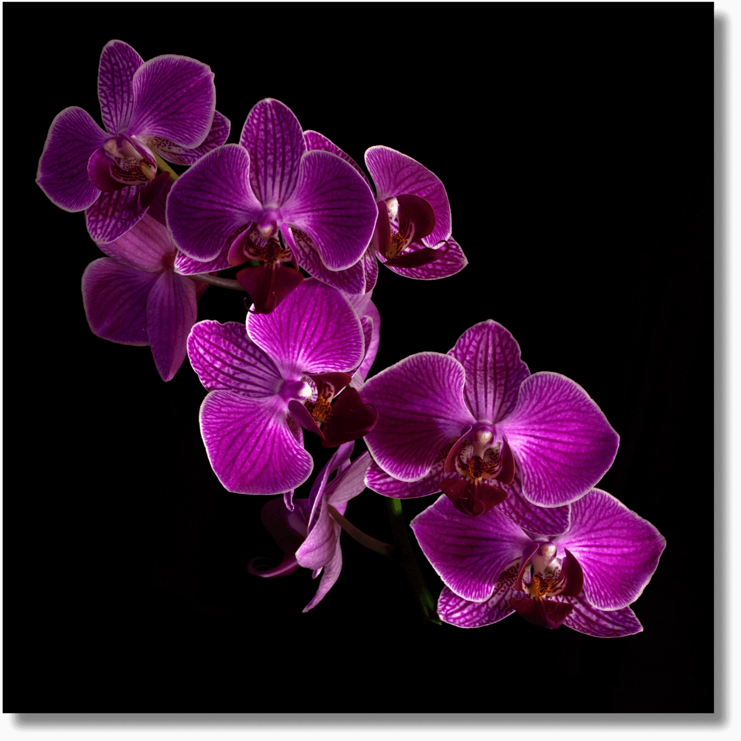 Vibrant Purple Moth Orchid - Floral Wall Art