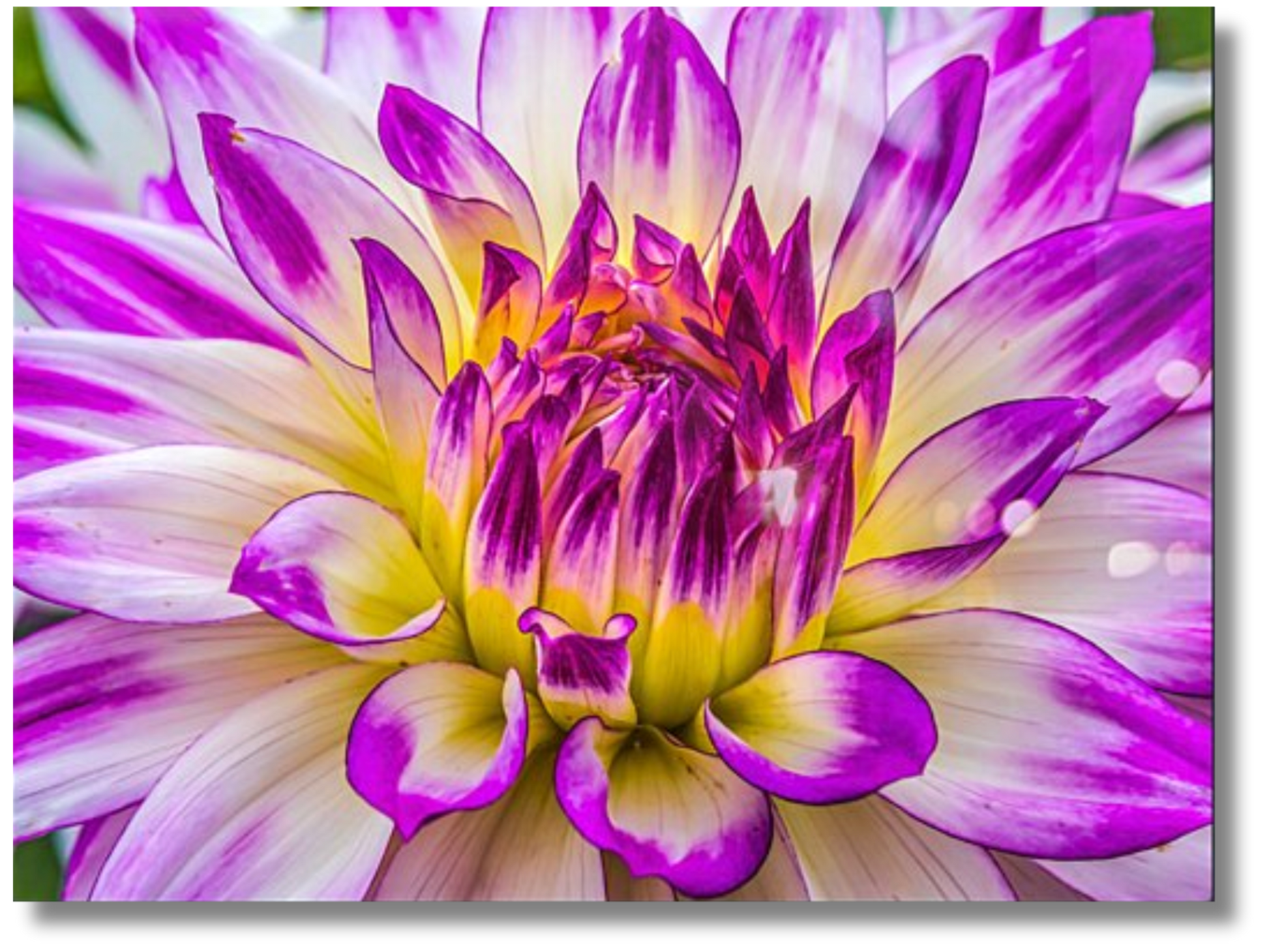 Neon Blooming Dahlia Flower Wall Art