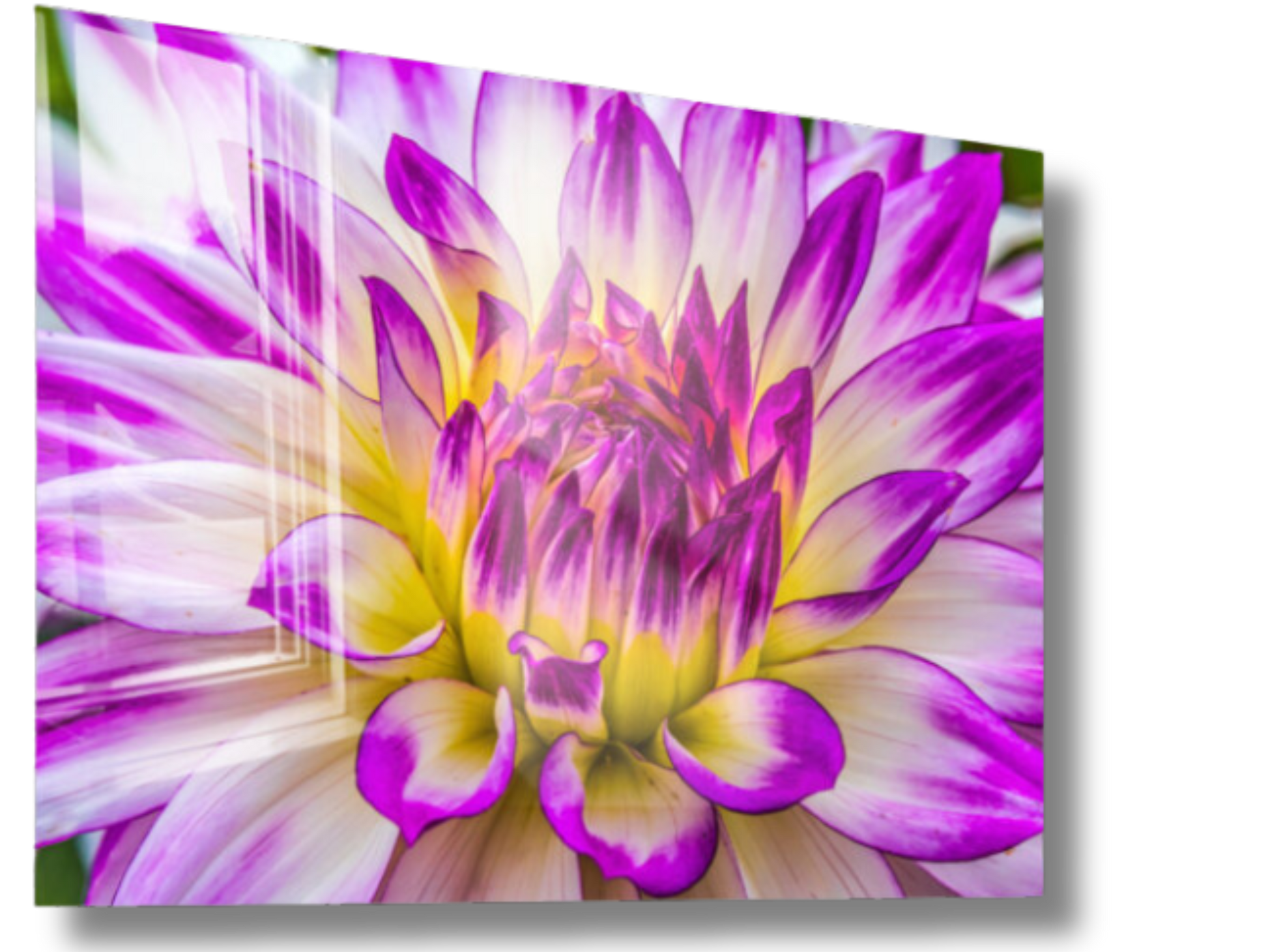 Neon Blooming Dahlia Flower Wall Artwork