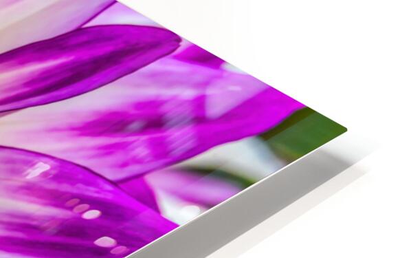 Neon Blooming Dahlia Flower Metal Print