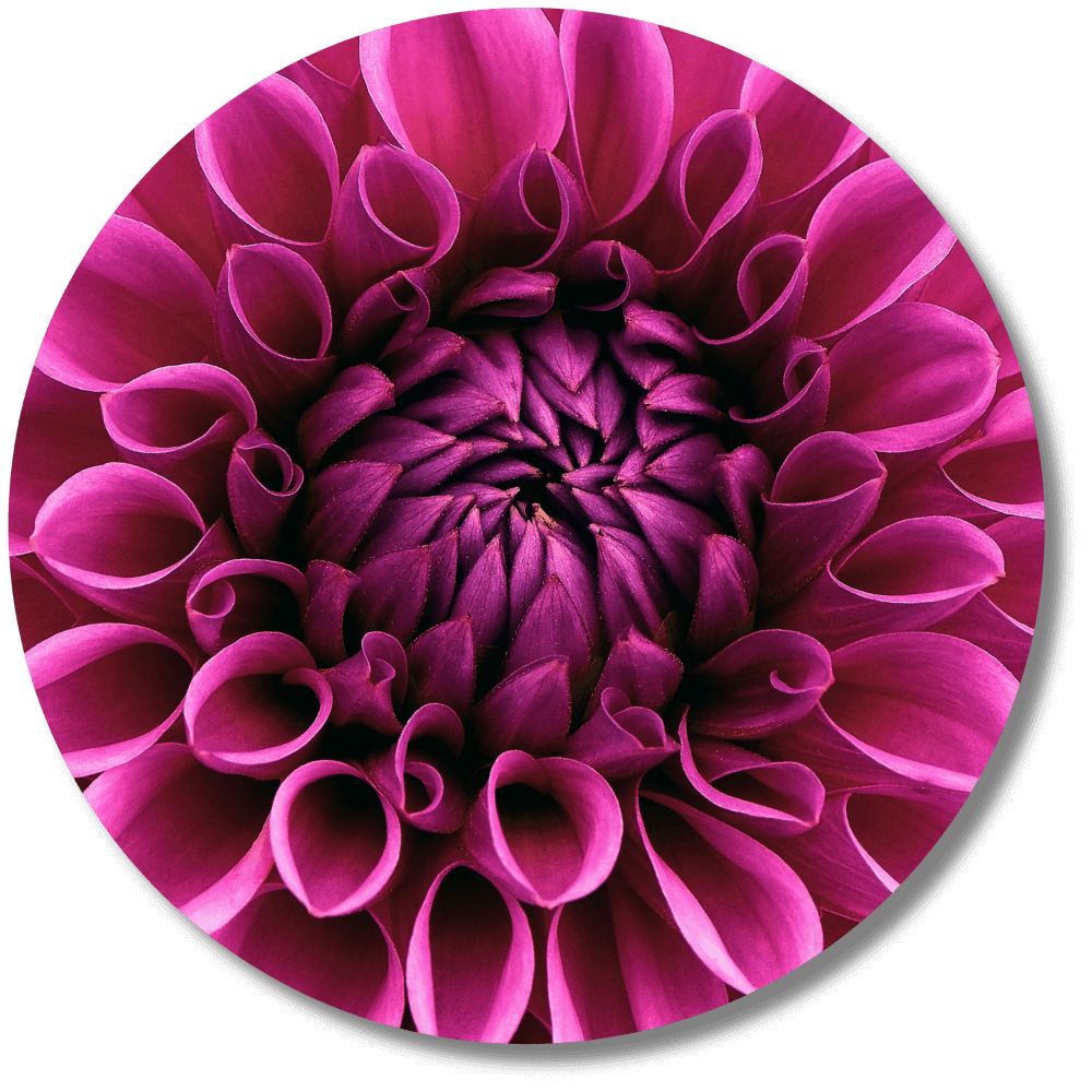 Pink Brilliance Dahlia - Floral Wall Artwork