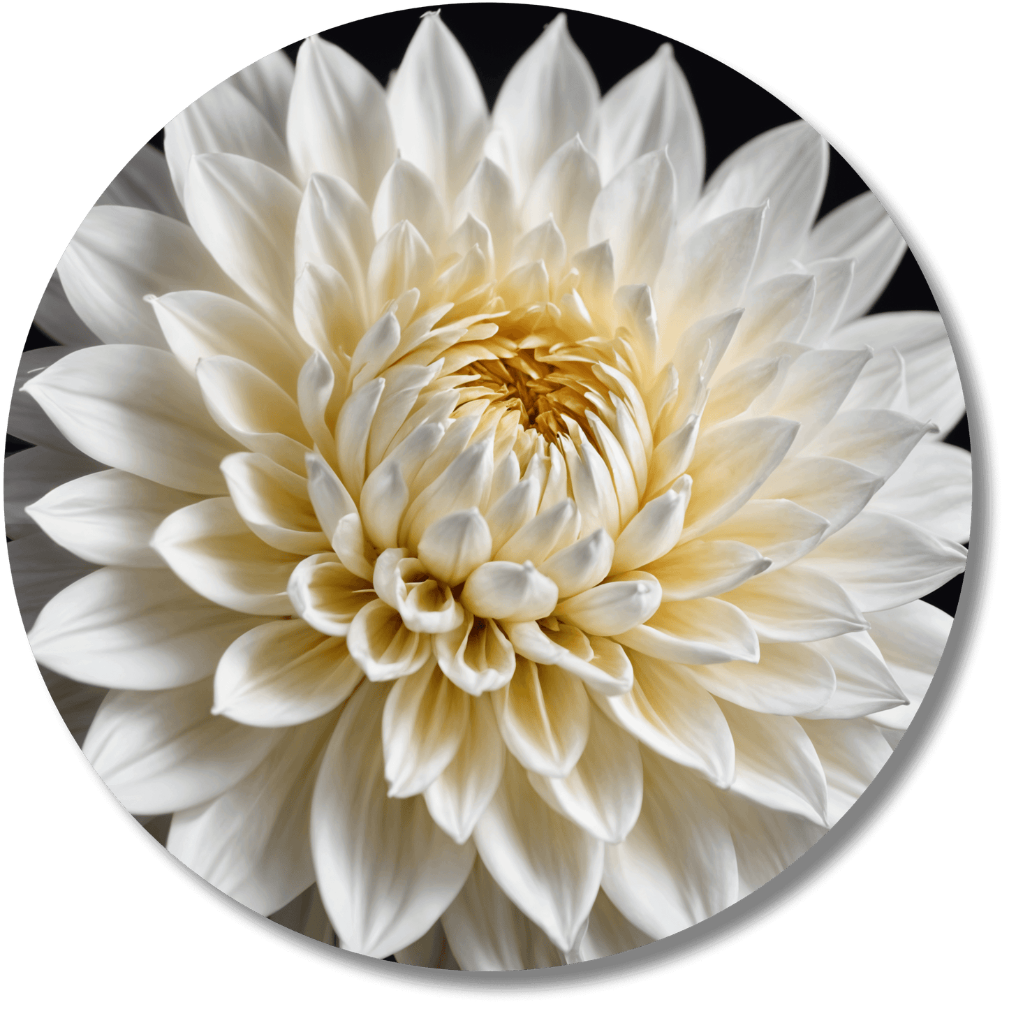 Pure White Dahila - Round Metal Wall Art