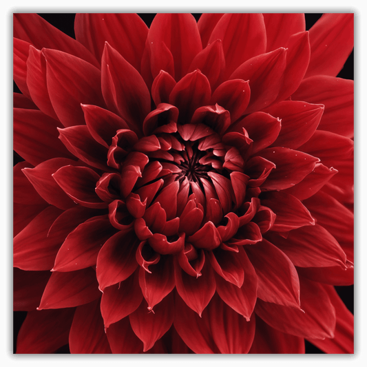 Scarlet Red Dahlia - Metal Wall Art