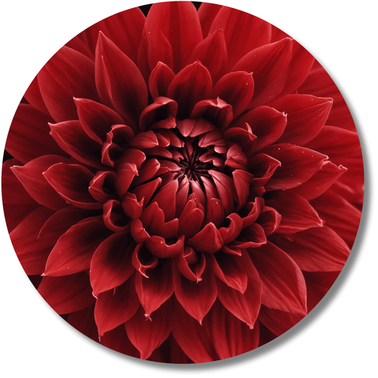 Scarlet Red Dahlia - Round Metal Wall Art