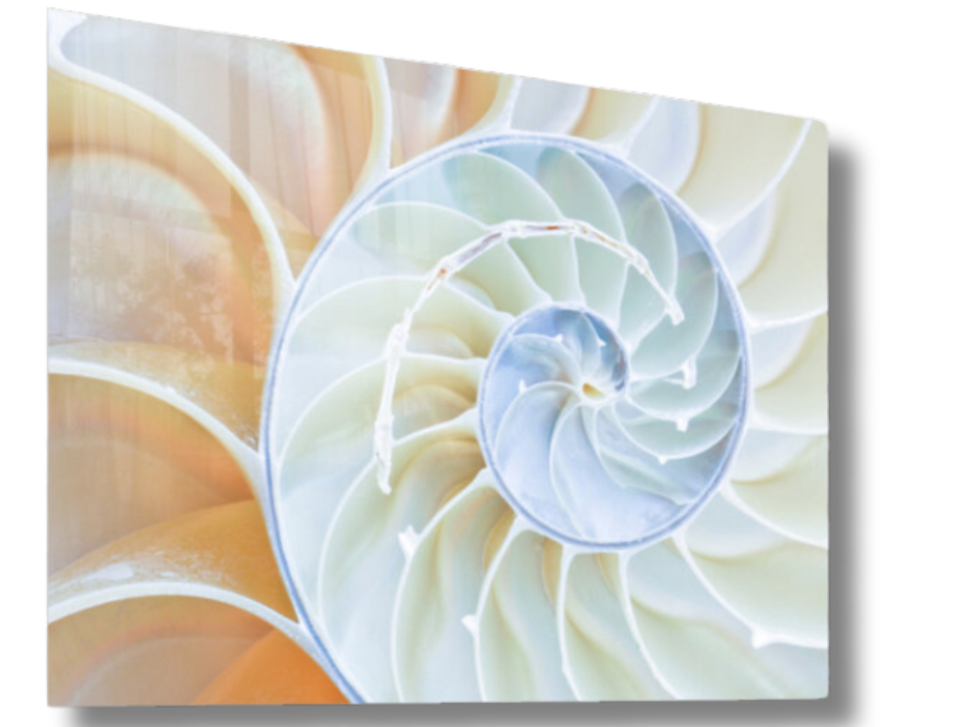 Spiral Perfection Sea Shell Art