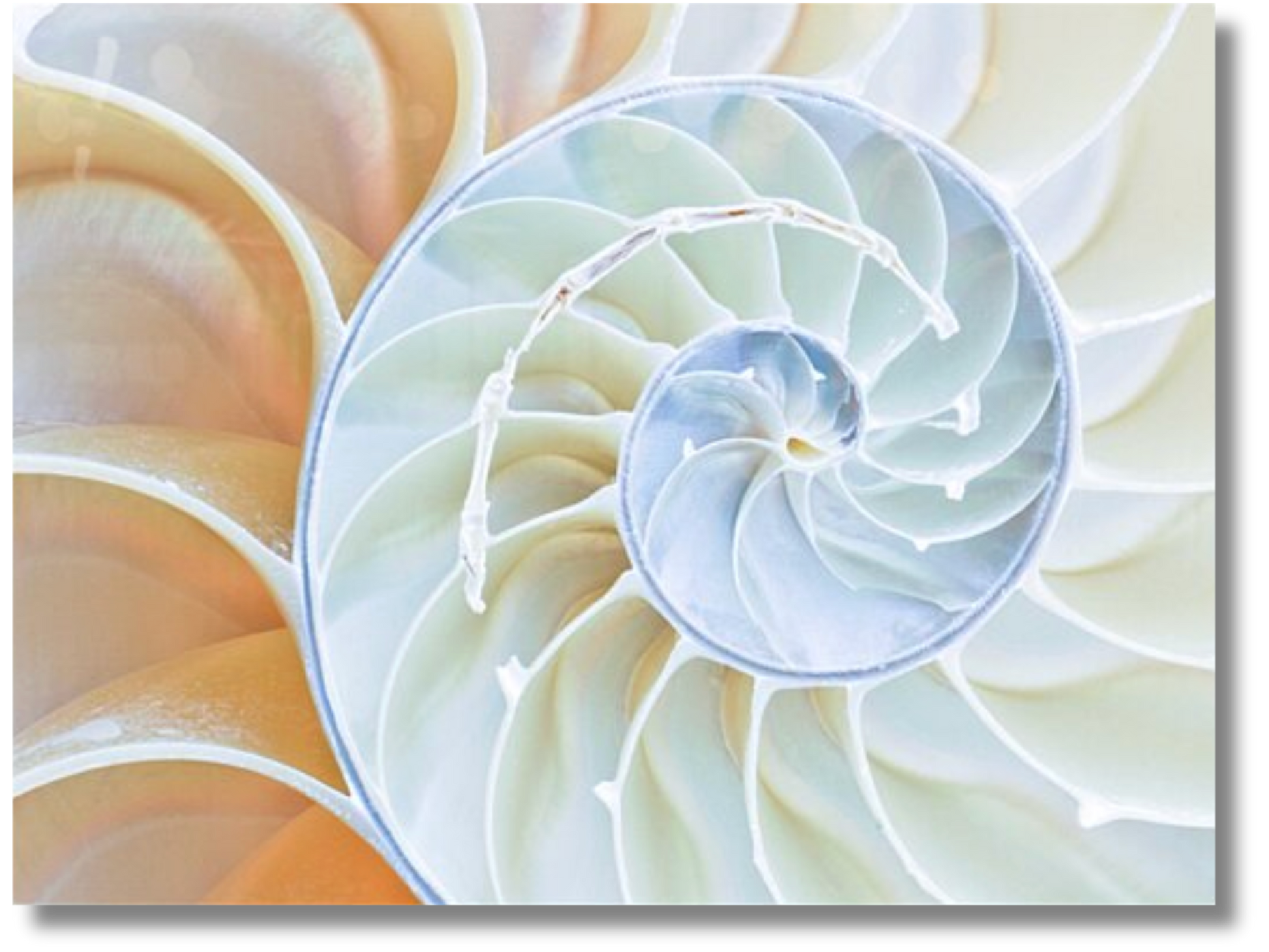 Spiral Perfection Sea Shell Artwork