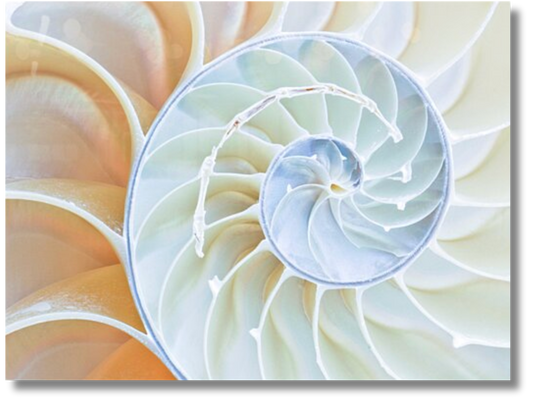 Spiral Perfection Sea Shell Artwork