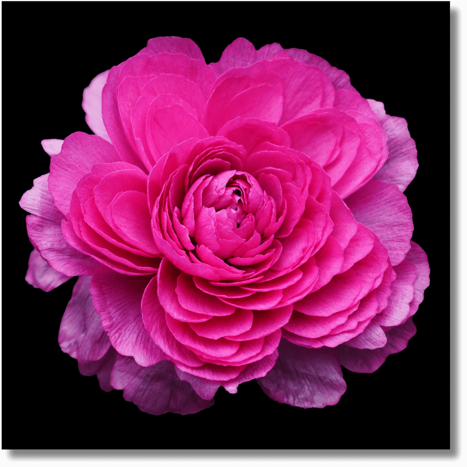 Stunning Ranunculus Flower - Wall Art