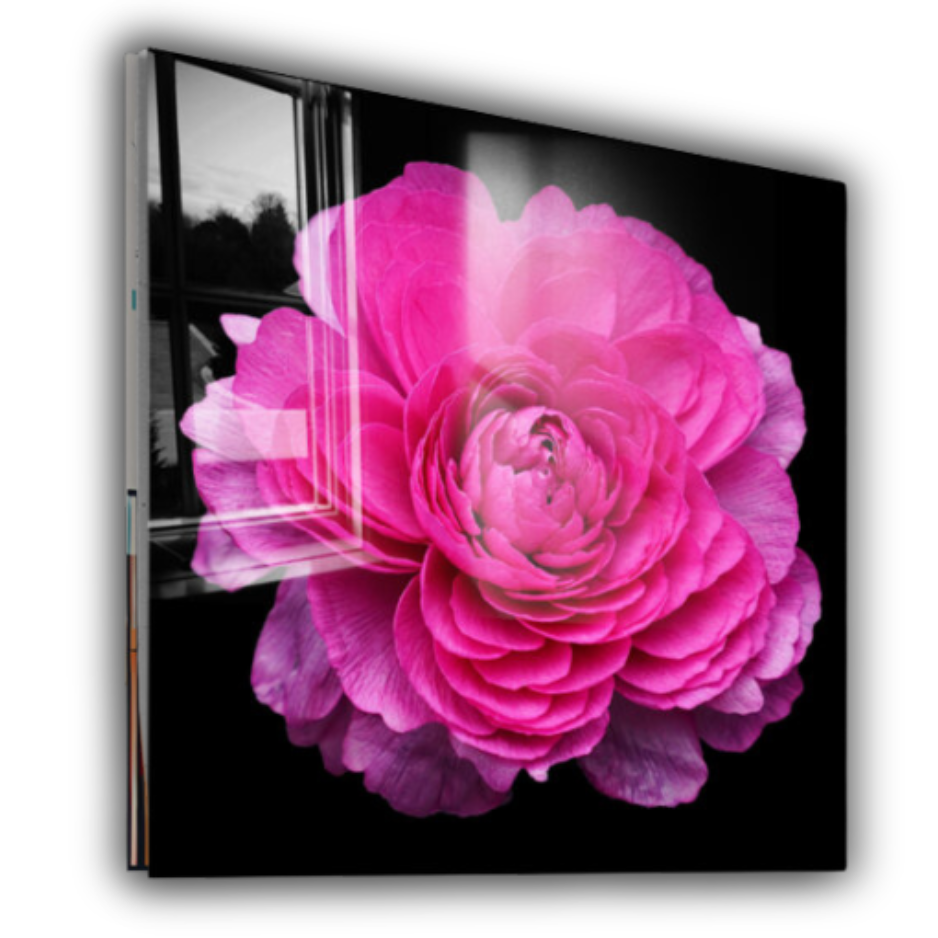 Stunning Ranunculus Flower  Wall Art